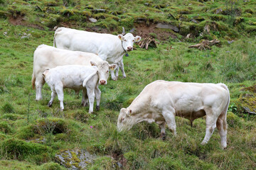 Norwegen - Rinder / Norway - Cattles /.