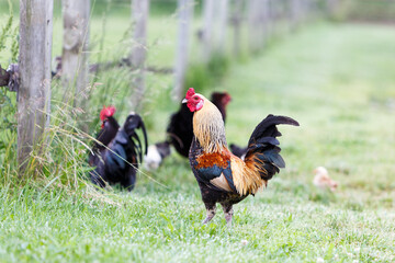 Rooster protecting his hens