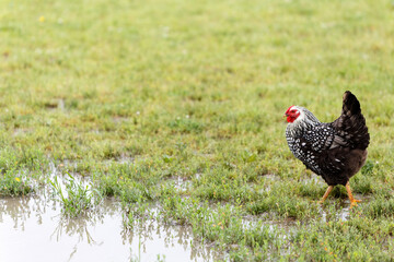 Hen getting a drink