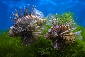 Lionfish (dendrochirus zebra), fish in an aquarium, blurred background