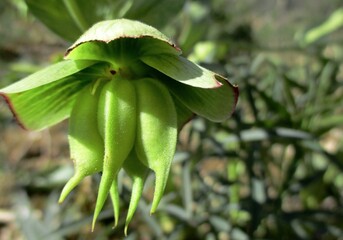 Macro de fruits verts tombants d'Hellébore fétide (Stinking Hellebore, Helleborus foetidus). 