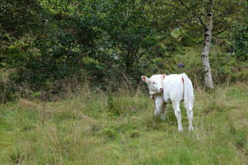 Norwegen - Rinder / Norway - Cattles /.