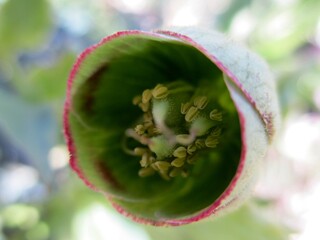  Macrophotographie de face d'une fleur en clochette d'Hellébore fétide (Helleborus foetidus). 