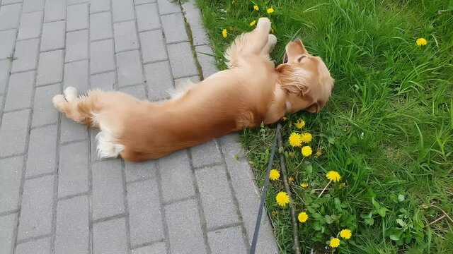 An English Cocker Spaniel lies on the grass for a walk. A cheerful dog walks in the summer on the street. A pet.