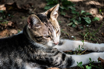 Relaxed cat sitting in a garden.