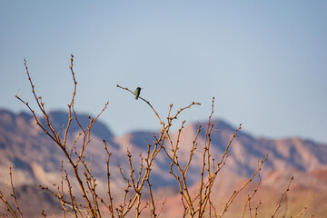 Close up shot of hummingbird sitting on a brunch in Las Vegas Wash