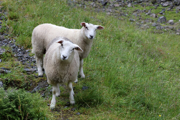 Obraz premium Schaf / Sheep / Ovis.