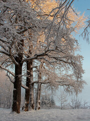 trees in winter