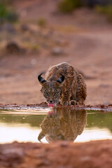 Iberian Lynx drinking water in Castilla La Mancha, Spain.