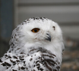 Polar owl close-up