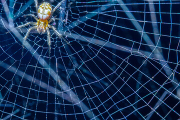 A small spider hanging on its web