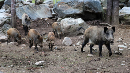 A family of wild boars with wild boars