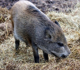 Wild boar in a nature park eats hay