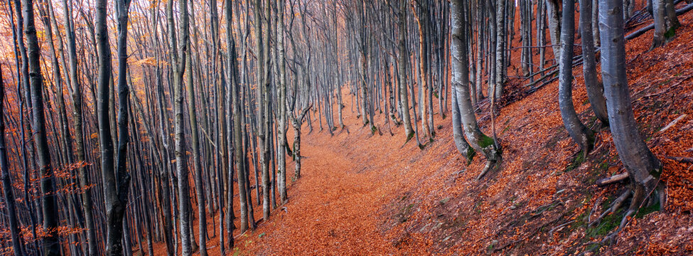 Autumn beech forest on a mountain slope