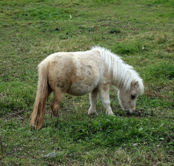 White pony Appaloosa