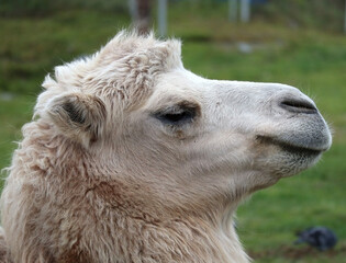 Fototapeta premium White camel close-up.