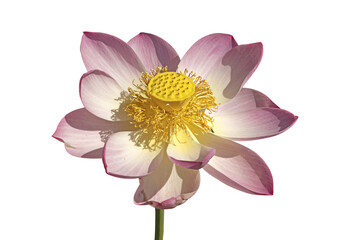 Fleur de lotus sur fond blanc