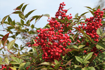 Baies de Nandina domestica en automne