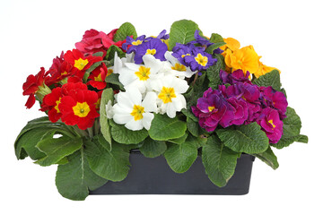 Barquette de primevères	