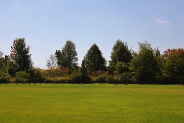 trees in the park