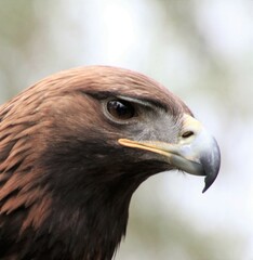 Golden eagle head on a light background