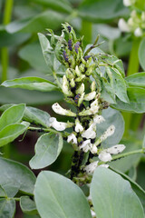 The black bean aphids, Aphis fabae, on faba bean plants and their natural enemy - Asian ladybug larvae - harlequin ladybird (Harmonia axyridis).