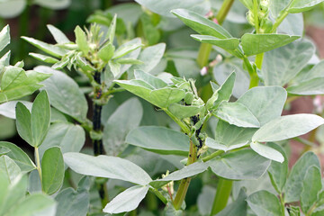 The black bean aphids, Aphis fabae, on faba bean plants. It is a pest of many crops and ornamentals.