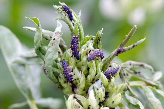 The black bean aphids, Aphis fabae, on faba bean plants and their natural enemy - seven-spot ladybird - Coccinella septempunctata.