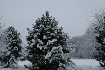 snowy landscapes of brookwood country park