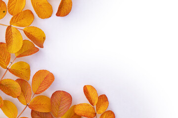 Fototapeta na wymiar Autumn composition. yellow rose leaves on a white background