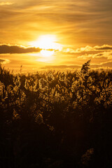 Sunrise with clouds in the marsh