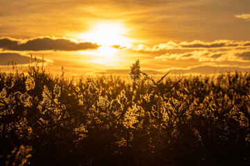 Sunrise with clouds in the marsh