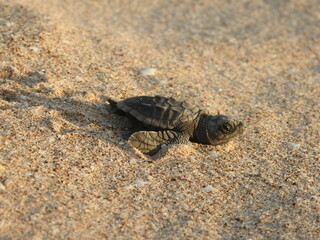 Sea turtle on the sand