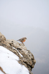 Alpine accentor in the snow