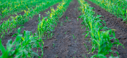 Young corn sprouts on the field. Selective focus.