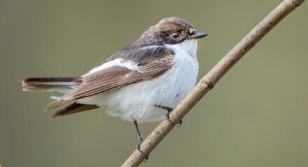 Fototapeta premium Ficedula hypoleuca is a small bird of the flycatcher family
