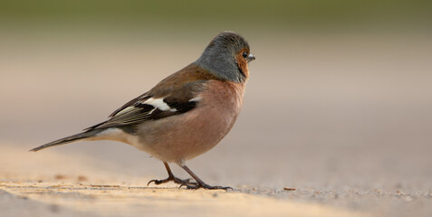 Fringilla coelebs or finch close-up selective focus.