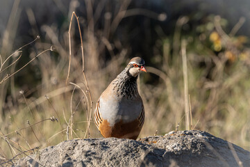 Wild partridge on the mountain