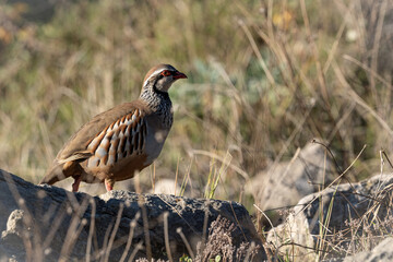 Wild partridge on the mountain