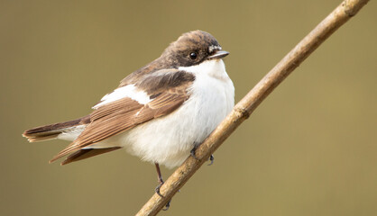 Ficedula hypoleuca is a small bird of the flycatcher family