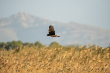 Marsh harrier flying over reeds