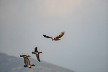 marsh harrier hunting ducks