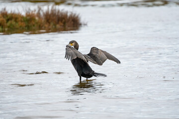 Cormorant in a lake open the wings