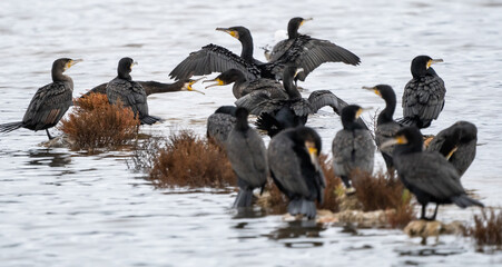 Cormorants fighting for the catch