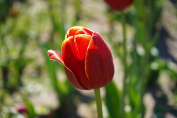 Obraz premium Red Tulip
