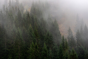 Norwegian spruces in dense fog