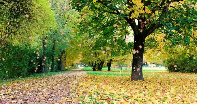 Bl&auml;tter fallen im Herbst
