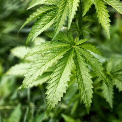 Medical cannabis plant selective focus, close up.