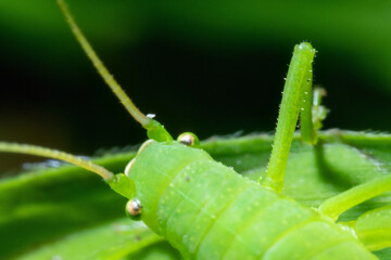Green grasshopper on top of a grass