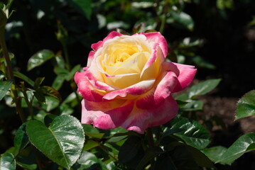 Mixed color Rose